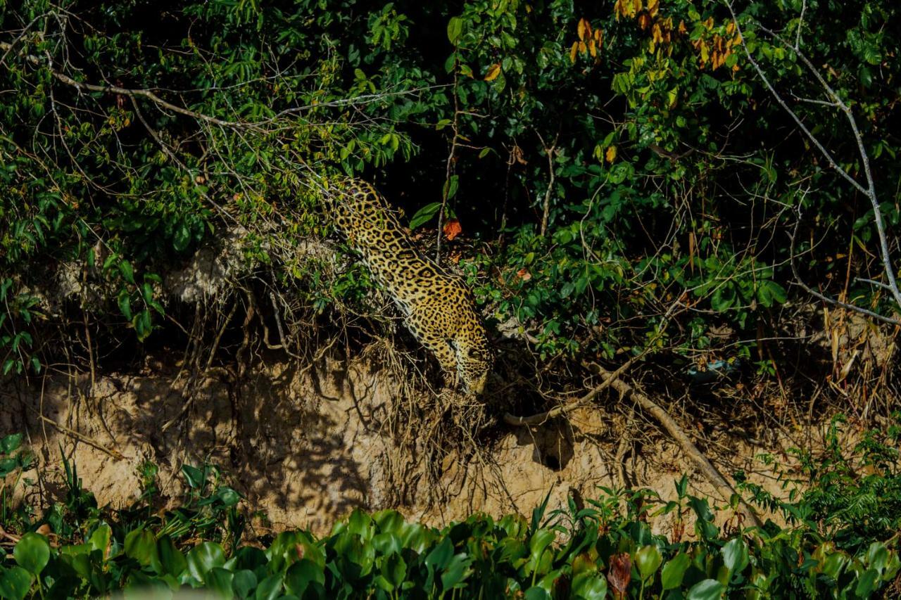 Santa Rosa Pantanal Hotel Porto Jofre Zewnętrze zdjęcie